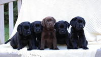 1280x720_cute-labrador-puppies