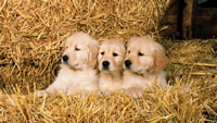 1280x720_puppies-in-hay