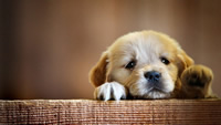 Golden-Retriever-puppy-cute-paws-1280x720