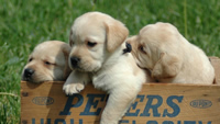 labrador_retriever_puppies_babies_white_1024_1280x720
