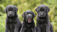 labradors_retrievers_puppies_three_funny_96362_1280x720
