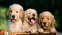puppies_retrievers_three_cute_box_1280x720