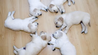 sleepy_pups